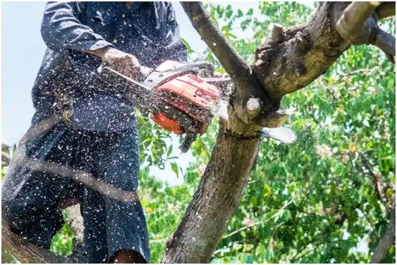 tree services Manheim